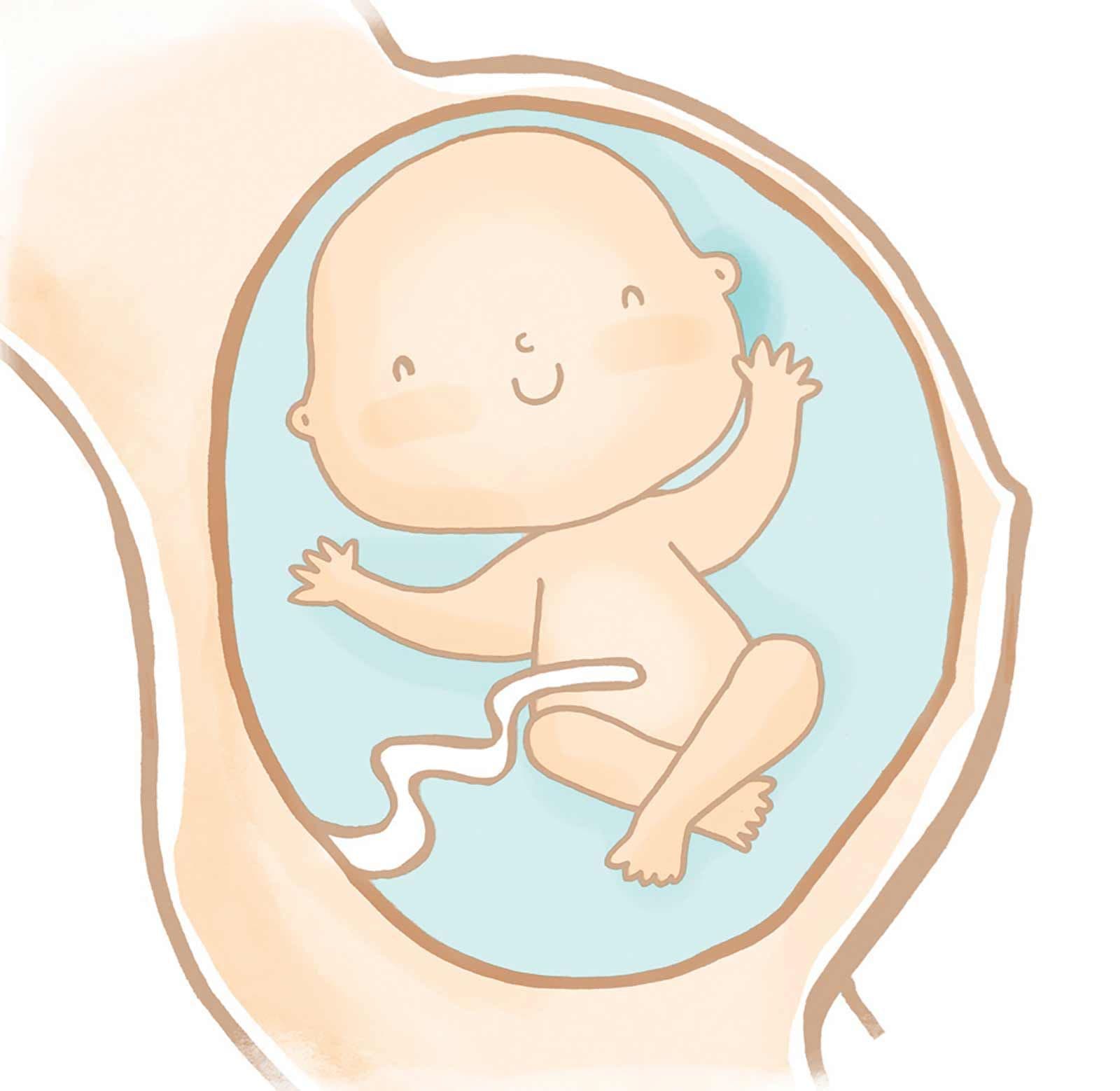 ¿Qué hace el bebé dentro de la panza?
