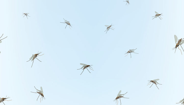 mosquito dengue